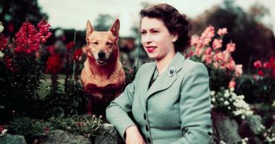 Grieving Queen takes solace in long walks with her dogs as she turns 95 without Philip at her side - www.ok.co.uk