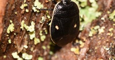 Excitement after rare bug is found in Cairngorms National Park - www.dailyrecord.co.uk - Scotland