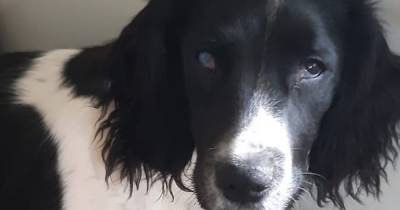 Scots puppy blinded after 'freak garden accident' leaving owner devastated - www.dailyrecord.co.uk - Scotland - Centre