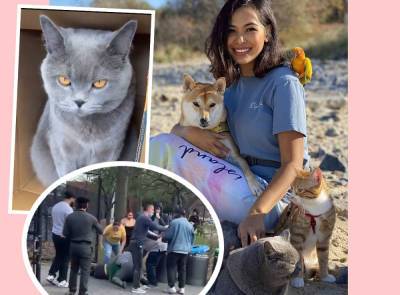 Beloved Instagram Cat Ponzu Murdered In Broad Daylight Amid SICKENING Violent Attack On Owner - perezhilton.com - New York
