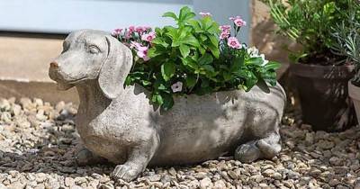 Dunelm has a new sausage dog garden collection and it's completely adorable - www.dailyrecord.co.uk