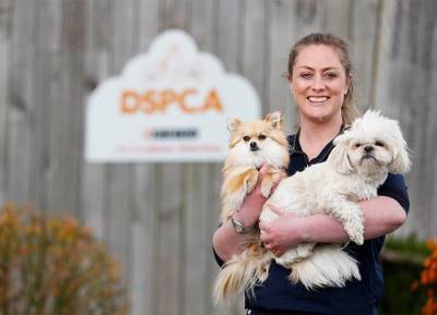 Viewers will be given a behind the scenes look at the DSPCA in new RTÉ series - evoke.ie - Ireland - Dublin