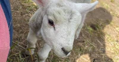 Cops called to Scot's family home over stolen lamb concerns find it's been 'fostered' - www.dailyrecord.co.uk - Scotland