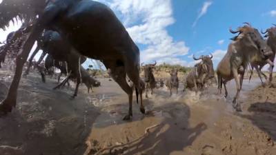 Simon Fuller, Verizon Debut Stunning ‘Serengeti River Crossing’ VR Film on Oculus - variety.com