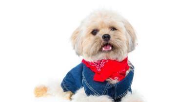 Matalan has launched denim jackets for you and your dog so you can match with all your mini-me’s - www.ok.co.uk