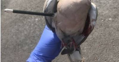 Cruel maniac shoots dove with crossbow - www.manchestereveningnews.co.uk - city This