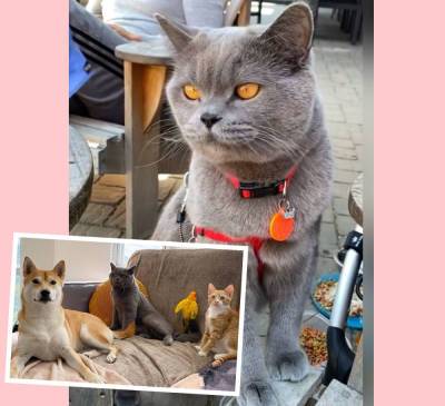 Killed Instagram Cat: Ponzu's Owner Sets Up GoFundMe For Forthcoming Legal Battle Against Attackers! - perezhilton.com - New York
