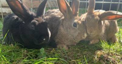 Bunny sisters Kim, Kourtney and Kendall named after Kardashians looking for forever home - www.dailyrecord.co.uk - Scotland