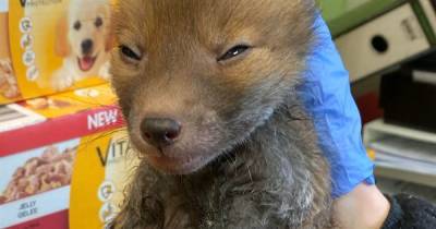 Tiny fox cub left ‘wailing in pain’ after being caught in cruel glue trap overnight - www.dailyrecord.co.uk - Scotland