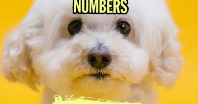 The North in Numbers: Pets and puppy love in lockdown - www.manchestereveningnews.co.uk