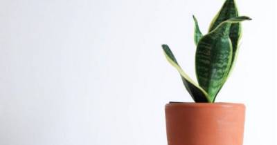 Warning over eight houseplants that can be toxic to dogs - www.manchestereveningnews.co.uk