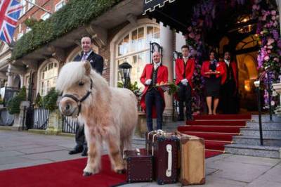 The Goring hotel to launch ‘lobster and fizz’ garden with Delevingne sisters, a Rick Stein pop-up – and a Shetland pony - www.msn.com