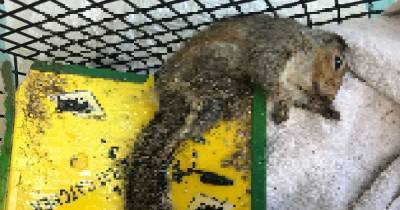 RSPCA warning of glue trap dangers after squirrel died from getting caught in one - www.manchestereveningnews.co.uk