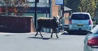 Lidl shoppers stunned to see COW roaming round car park - but 'that's Oldham for you' - www.manchestereveningnews.co.uk
