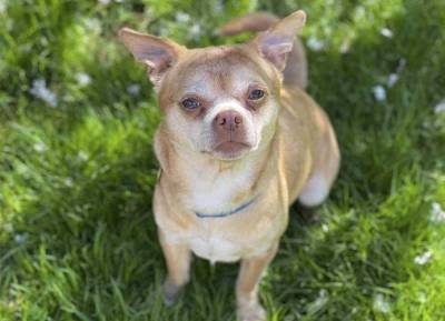‘Demonic’ Chihuahua Prancer has found his forever home after hilarious ad went viral - evoke.ie