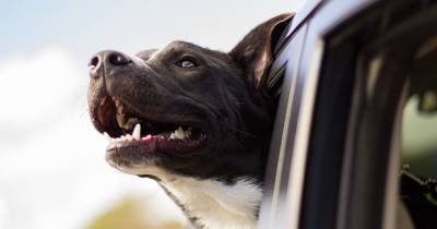 Passenger airbag alert for dog owners - www.dailyrecord.co.uk