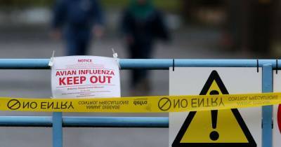 Second bird flu outbreak on outskirts of Manchester in less than one week - www.manchestereveningnews.co.uk - Britain - Manchester