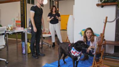 ‘Pet Stars’ Team Shines Light on Animal Influencer Industry - variety.com