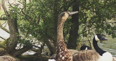 Long Boi: York University duck may not really be tallest mallard in the UK – but his legend shines undimmed - www.msn.com - Britain - India