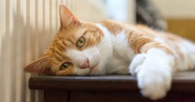 Pet insurance claims for cats hit record high of £148m last year - www.dailyrecord.co.uk - Britain