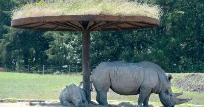 New rules and ticket updates as Knowsley Safari, Chester Zoo and Blackpool Zoo prepare to reopen - www.manchestereveningnews.co.uk - Manchester