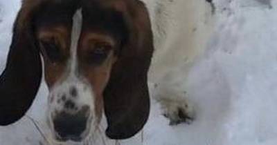 Four out of five dogs stolen from home found in Greater Manchester - this is Bashful, who is still missing - www.manchestereveningnews.co.uk - Manchester