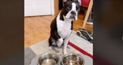 Dog's devastating reaction to being put on a diet- ‘That noise broke my heart' - www.msn.com