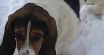 Fifth missing Basset Hound stolen in break-in at kennels more than 100 miles away is found - www.manchestereveningnews.co.uk - Manchester
