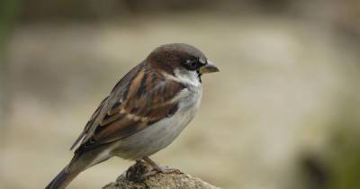 Thousands of Perth and Kinross residents take part in garden birdwatch as house sparrow comes out on top - www.dailyrecord.co.uk