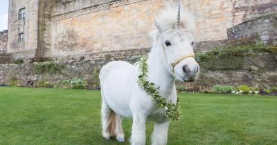 Celebrate National Unicorn Day on April 9 with virtual event hosted by Stirling Castle - www.dailyrecord.co.uk