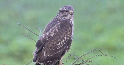 Dead buzzard hung from tree near Scot cycle path leaving locals 'distressed' - www.dailyrecord.co.uk - Scotland