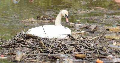 Swan nests comfortable in pile of rubbish on Lanarkshire river - www.dailyrecord.co.uk