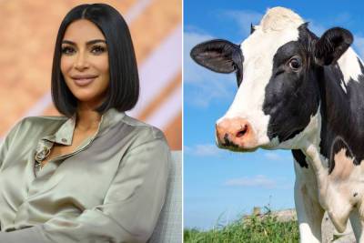 PETA names rescue cow after Kim Kardashian to honor her no-meat diet - nypost.com - India