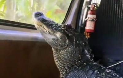 Robert Irwin Shares Video Of Alligator Enjoying A Car Ride - etcanada.com - Australia - USA - city Sanchez