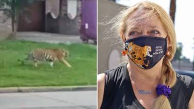 Carole Baskin offering $5,000 reward for info leading to missing tiger in Texas - www.foxnews.com - Texas - India - city Sanctuary