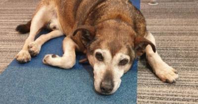 Limping dog found wandering north Manchester streets in the early hours - police have issued an appeal - www.manchestereveningnews.co.uk - France - Manchester - county Lane
