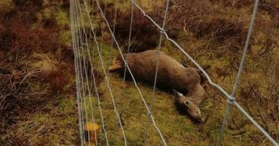 Heartbreaking photos show unborn deer lying next to dead mother in Scots forest after shooting - www.dailyrecord.co.uk - Scotland