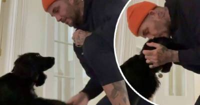 David Beckham performs tricks with his beloved dog Fig in sweet video - www.msn.com