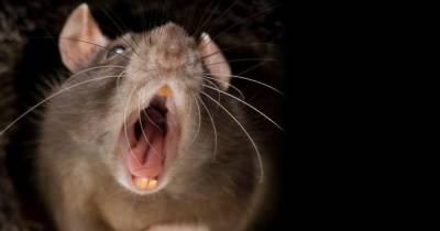 Council halts rat control fees to deal with spike in vermin complaints - www.dailyrecord.co.uk