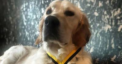 Beatson ambassadog takes the lead in charity event - www.dailyrecord.co.uk
