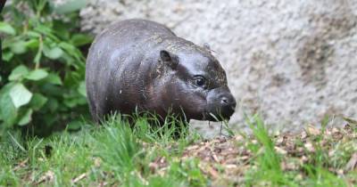 Edinburgh Zoo gives sweet name to Scotland's only endangered pygmy hippo calf - www.dailyrecord.co.uk - Scotland