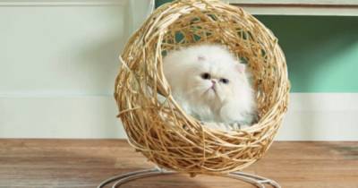 Aldi introduces cat version of sell-out hanging egg chair in new pet range - www.ok.co.uk