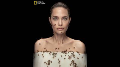 Angelina Jolie Is Covered in Bees -- Here's Why - www.etonline.com - county Bee