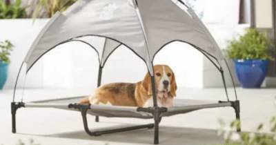 Aldi selling adorable sunshade loungers for dogs to keep them protected in hot weather - www.ok.co.uk