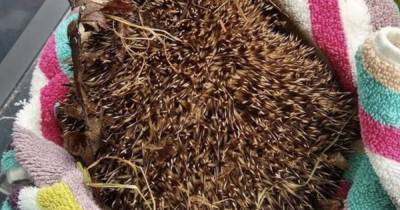 Teen charged after hedgehog dies outside Scots high school - www.dailyrecord.co.uk - Scotland