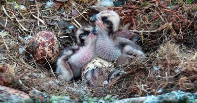 Adorable baby osprey chicks hatch at Scots nature reserve as proud parents welcome three youngsters - www.dailyrecord.co.uk - Scotland