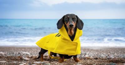 Primark is selling £7 Winnie the Pooh raincoats for dogs and they're so adorable - www.ok.co.uk - Britain