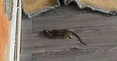 Family forced to live in caravan to escape council house infested with rats for eight years - www.dailyrecord.co.uk