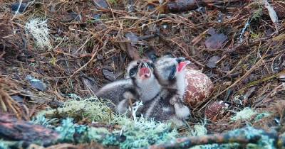 Last-born Perthshire osprey chick fails to make it - www.dailyrecord.co.uk - Scotland