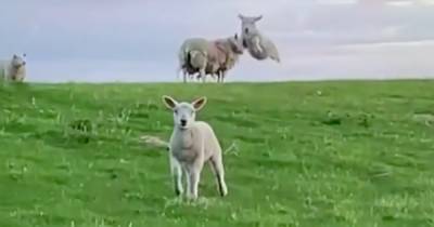 Fearless Scots lamb bounces through air towards stranger in adorable clip - www.dailyrecord.co.uk - Scotland - county Murray - city Elgin